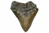 Serrated, Fossil Megalodon Tooth - North Carolina #349323-1